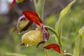 Lady`s-slipperÃÂ orchid Cypripedium calceolus